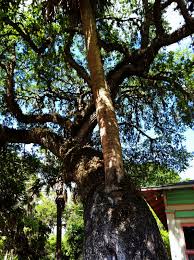 St. Augustine, FL - Love Tree