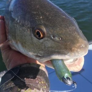 1 Lure For Big Flounder In The Springtime